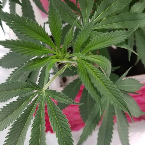 Gina growlog timeline photo