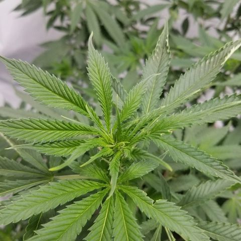Gina growlog timeline photo