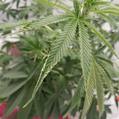 Gina growlog timeline photo