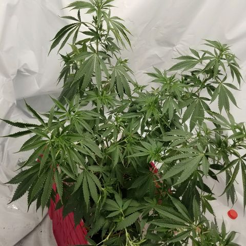 Gina growlog timeline photo