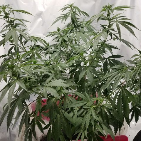 Gina growlog timeline photo