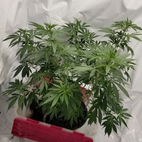 Gina growlog timeline photo