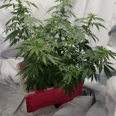 Gina growlog timeline photo