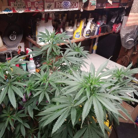 Gina growlog timeline photo