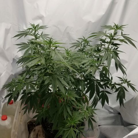 Gina growlog timeline photo