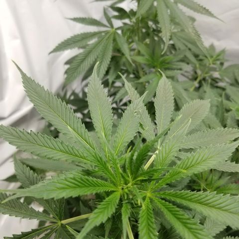 Gina growlog timeline photo