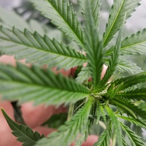 Gina growlog timeline photo