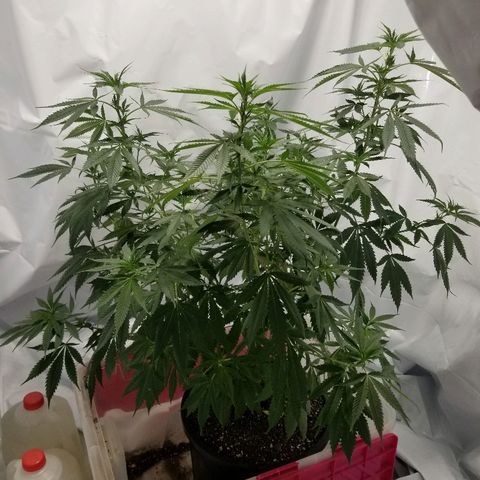 Gina growlog timeline photo