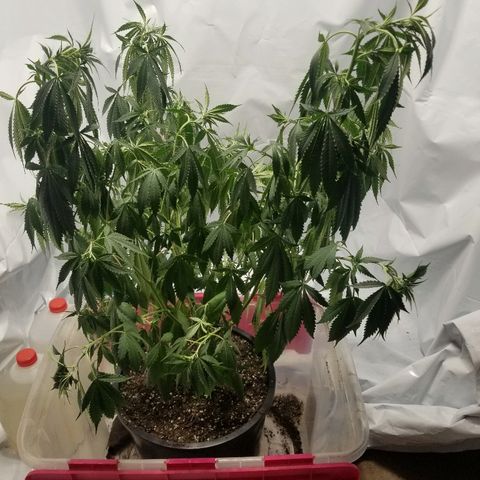 Gina growlog timeline photo