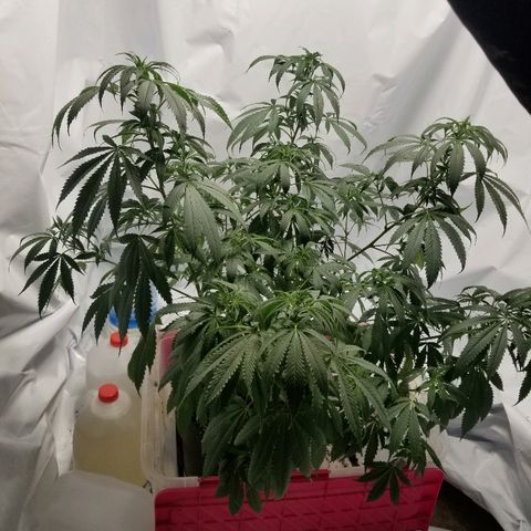 Gina growlog timeline photo