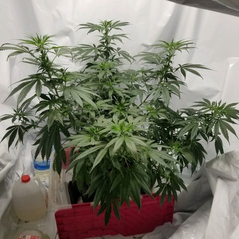 Gina growlog timeline photo