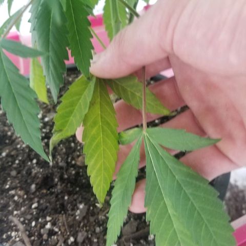 Gina growlog timeline photo