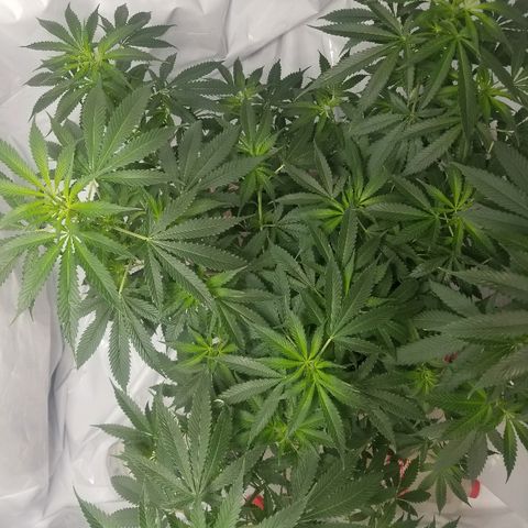 Gina growlog timeline photo