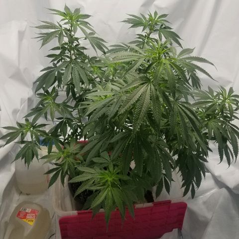 Gina growlog timeline photo