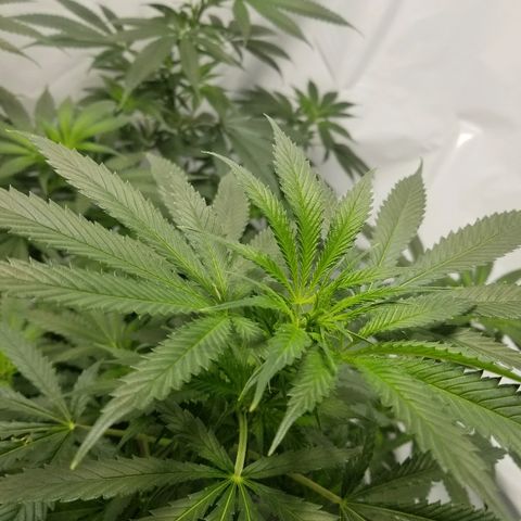 Gina growlog timeline photo