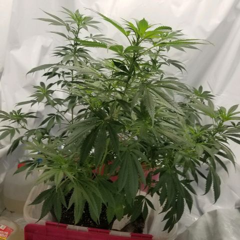Gina growlog timeline photo