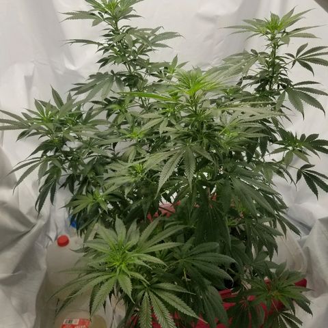 Gina growlog timeline photo