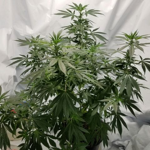 Gina growlog timeline photo