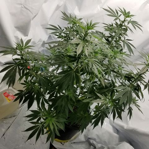 Gina growlog timeline photo