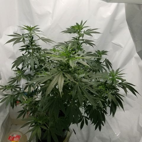 Gina growlog timeline photo