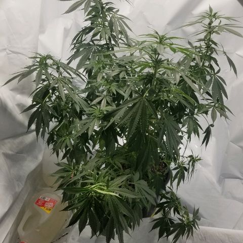 Gina growlog photo: Time for water