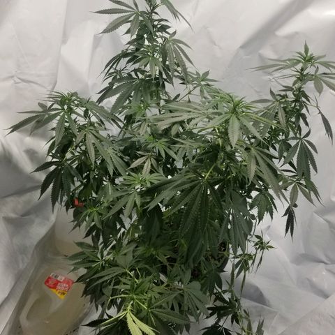 Gina growlog timeline photo