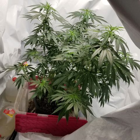 Gina growlog timeline photo