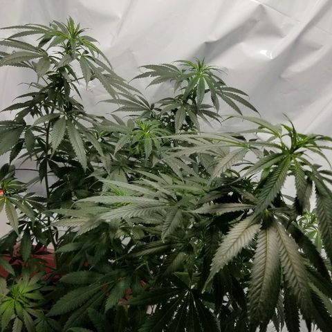 Gina growlog timeline photo