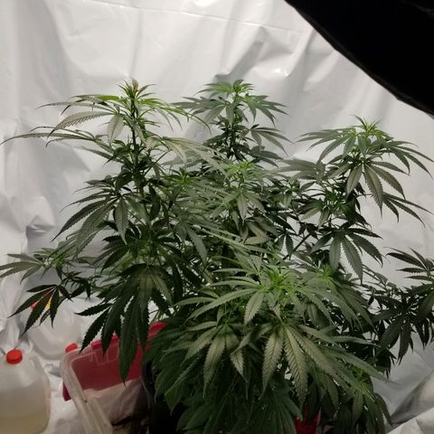 Gina growlog timeline photo