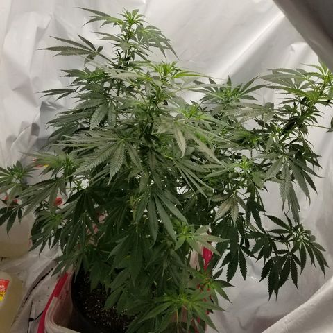 Gina growlog timeline photo