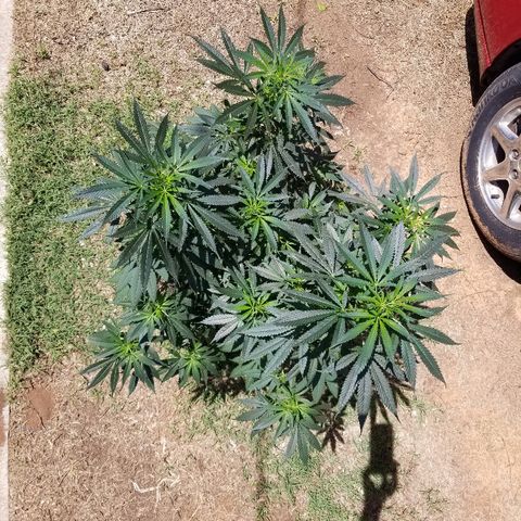 Gina growlog timeline photo