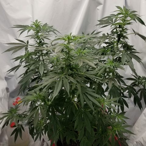 Gina growlog timeline photo