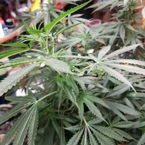 Gina growlog timeline photo