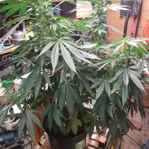 Gina growlog timeline photo