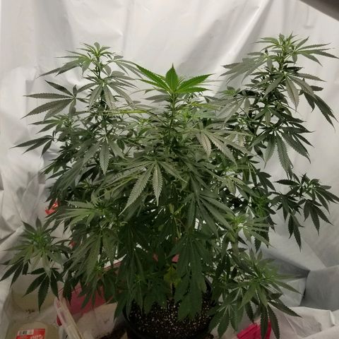 Gina growlog timeline photo