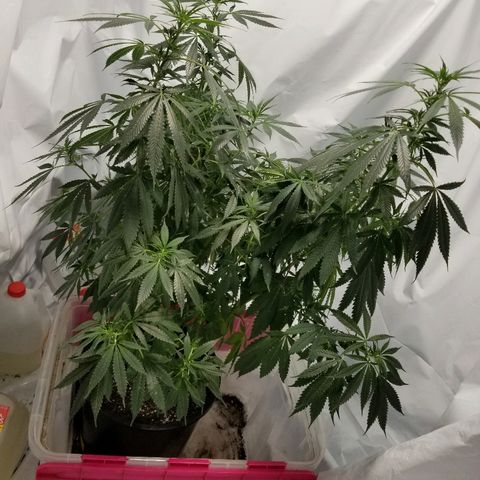 Gina growlog timeline photo