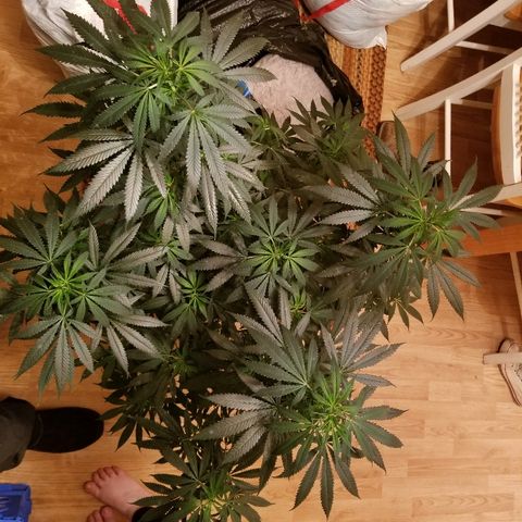 Gina growlog timeline photo