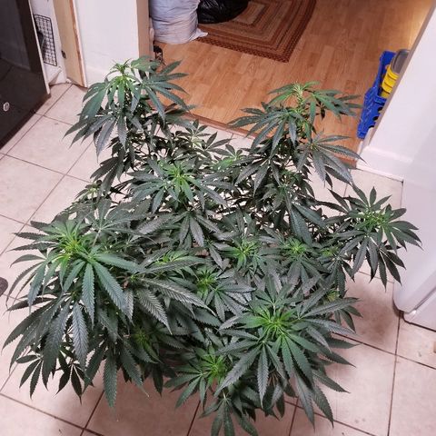 Gina growlog timeline photo