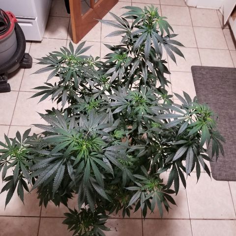 Gina growlog timeline photo