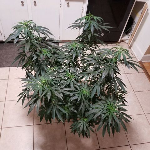 Gina growlog timeline photo