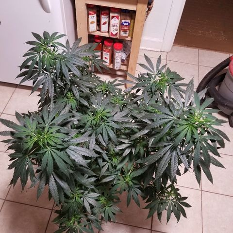 Gina growlog timeline photo