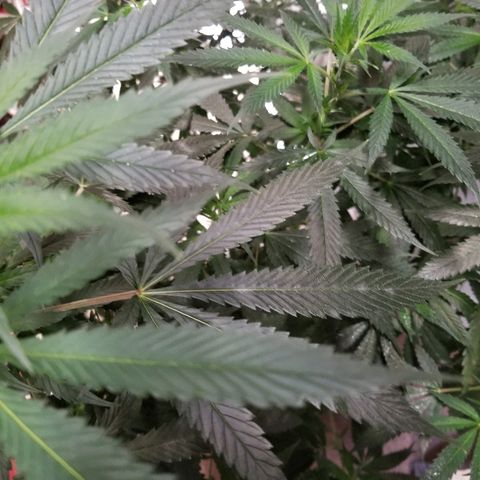 Gina growlog timeline photo