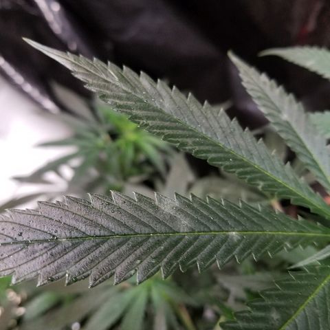 Gina growlog timeline photo