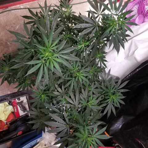 Gina growlog timeline photo