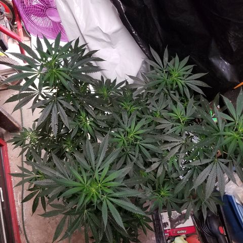 Gina growlog timeline photo