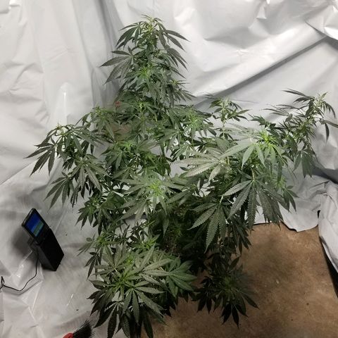 Gina growlog timeline photo