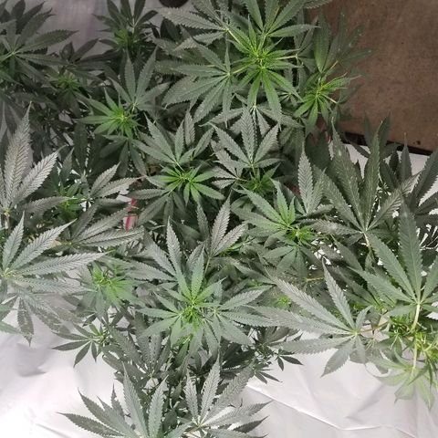 Gina growlog timeline photo