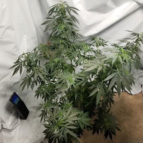 Gina growlog timeline photo