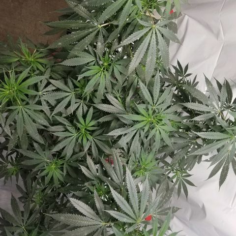 Gina growlog timeline photo