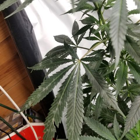 Gina growlog timeline photo